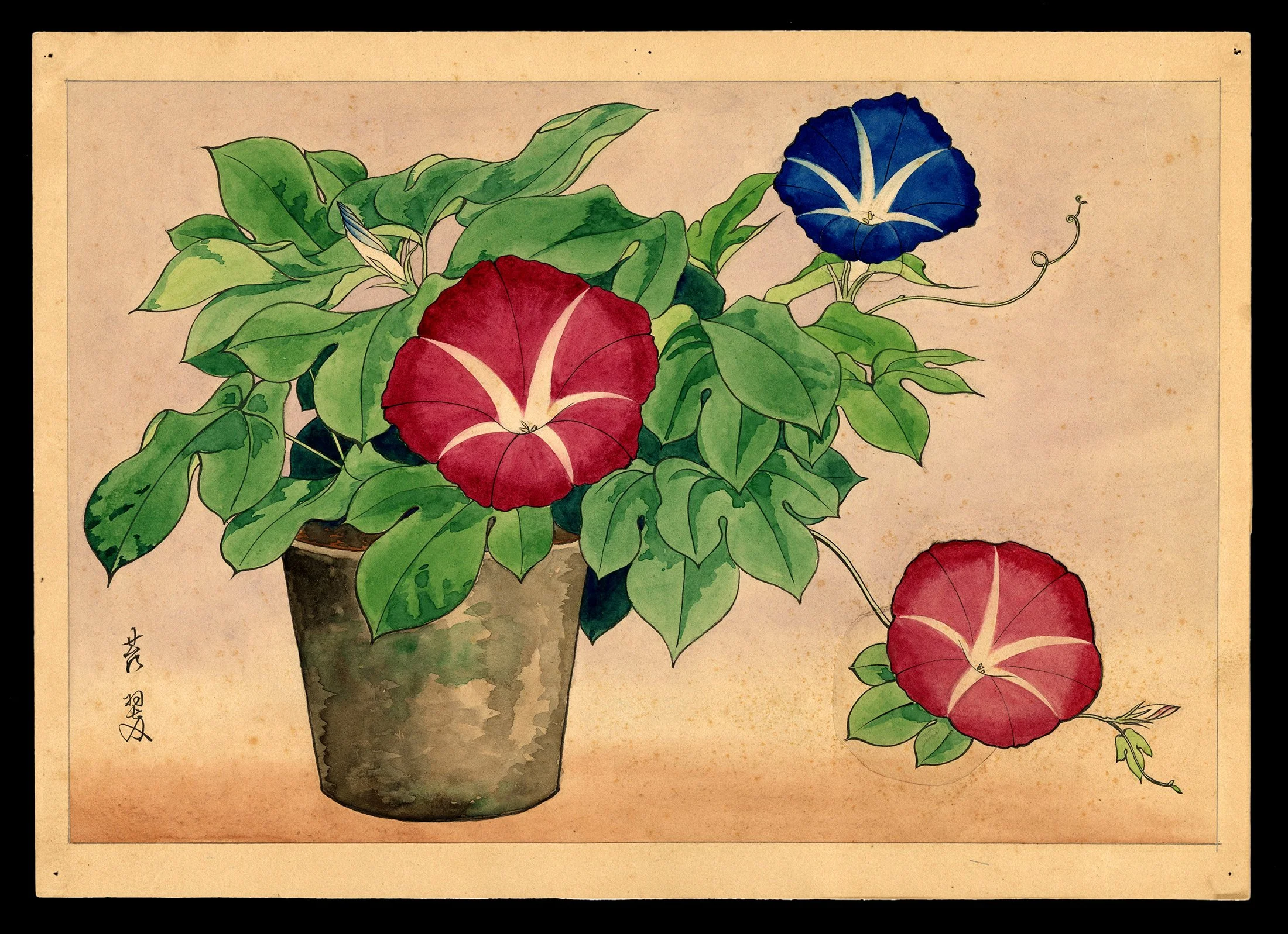 Morning Glories | Inuzuka Taisui | Shin Hanga Japanese Woodblock